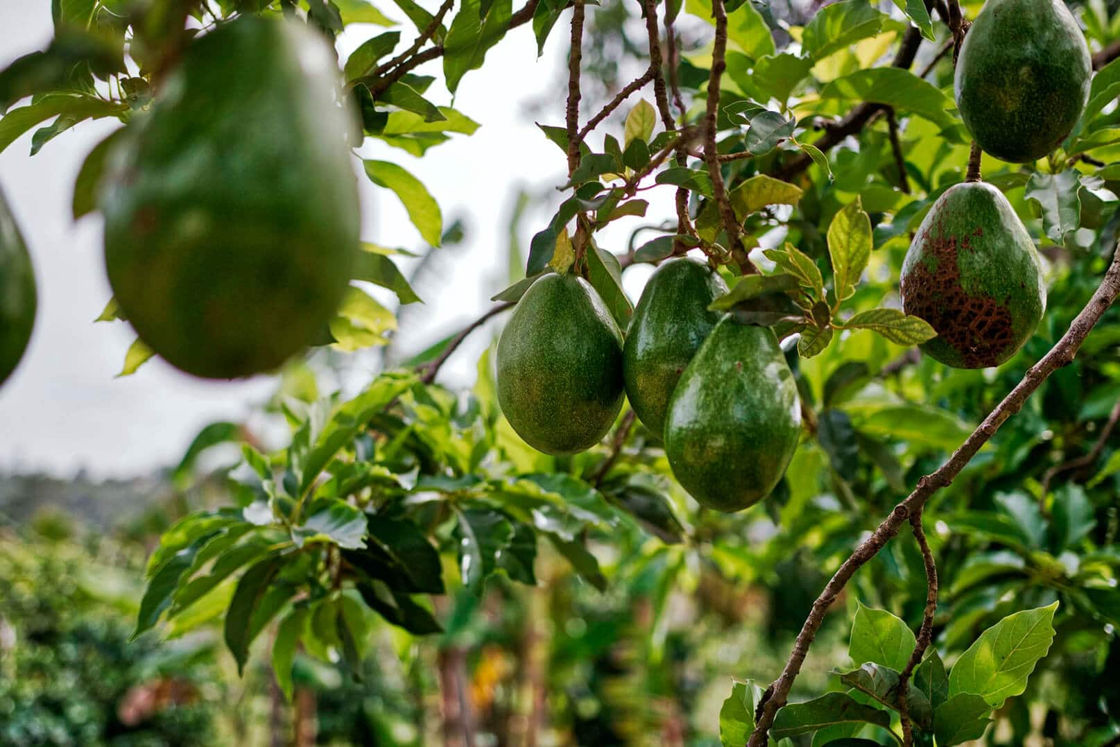 árbol de aguacate con aguacate listo para recolectar